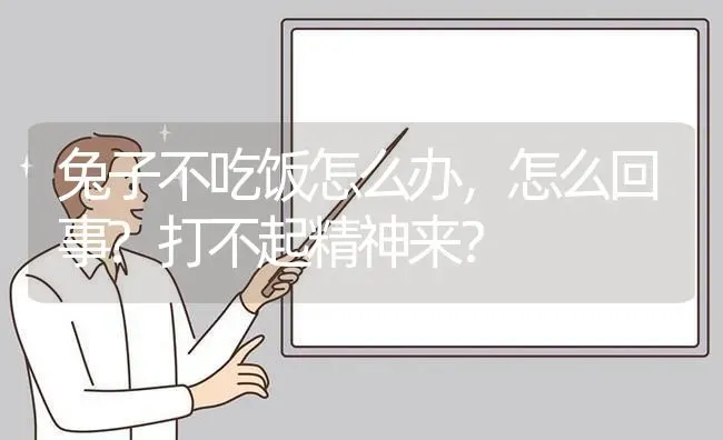 兔子不吃饭怎么办，怎么回事?打不起精神来？ | 动物养殖问答