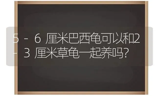 5-6厘米巴西龟可以和2-3厘米草龟一起养吗？ | 动物养殖问答