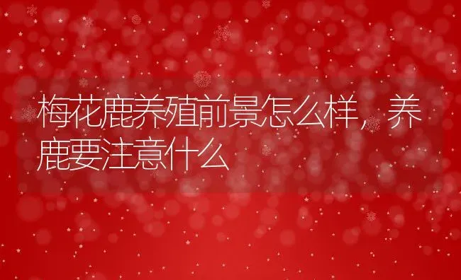 梅花鹿养殖前景怎么样，养鹿要注意什么 | 动物养殖教程