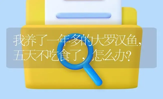 我养了一年多的大罗汉鱼，五天不吃食了，怎么办？ | 鱼类宠物饲养