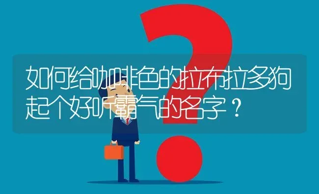 如何给咖啡色的拉布拉多狗起个好听霸气的名字？ | 动物养殖问答