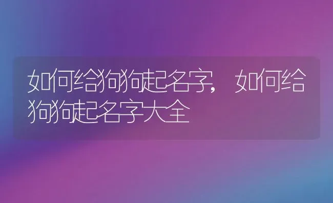 如何给狗狗起名字,如何给狗狗起名字大全 | 宠物百科知识