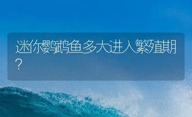 迷你鹦鹉鱼多大进入繁殖期？ | 鱼类宠物饲养