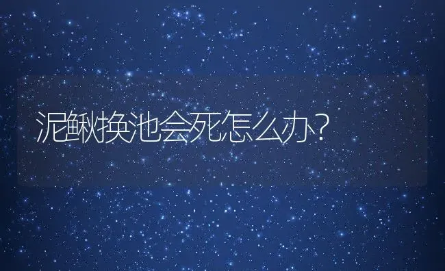 泥鳅换池会死怎么办？ | 动物养殖百科