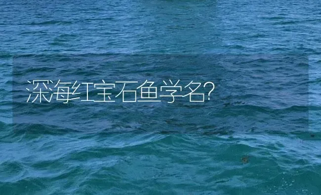 深海红宝石鱼学名？ | 鱼类宠物饲养