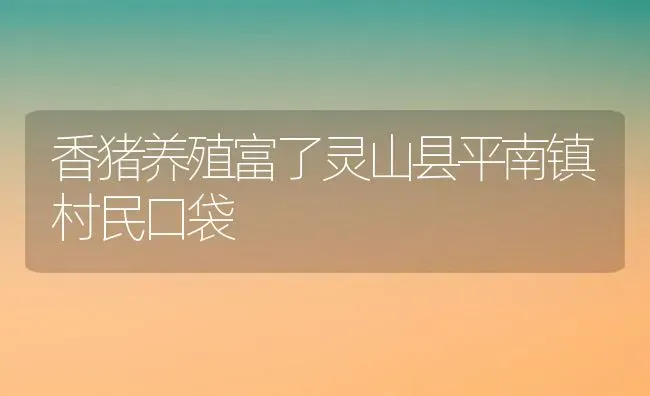 香猪养殖富了灵山县平南镇村民口袋 | 动物养殖教程