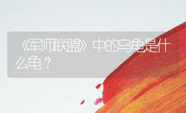 《军师联盟》中的乌龟是什么龟？ | 动物养殖问答