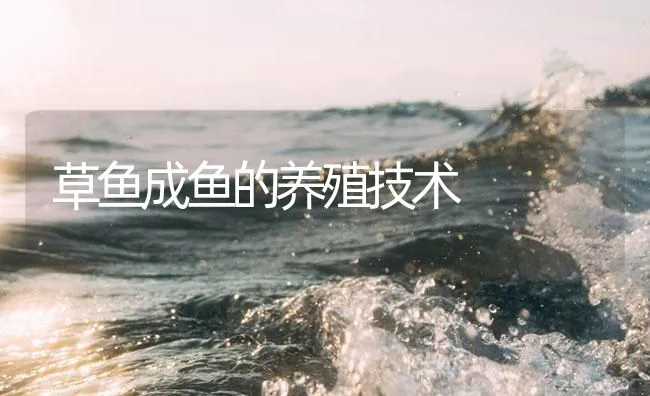 鳜鱼车轮虫病的防治 | 海水养殖技术