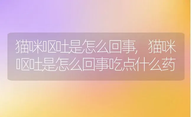 猫咪呕吐是怎么回事,猫咪呕吐是怎么回事吃点什么药 | 宠物百科知识