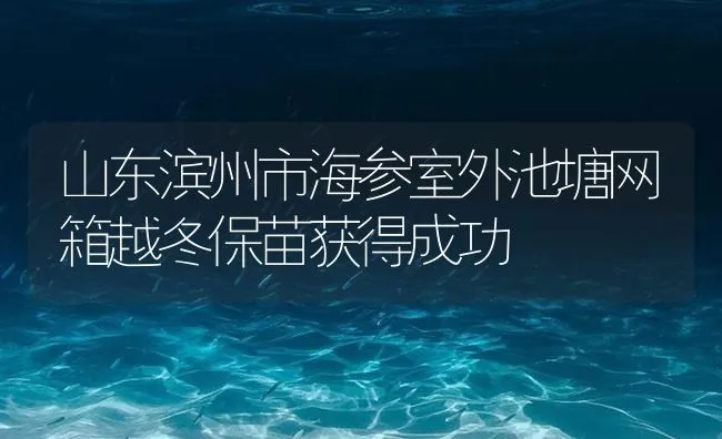 山东滨州市海参室外池塘网箱越冬保苗获得成功 | 海水养殖技术