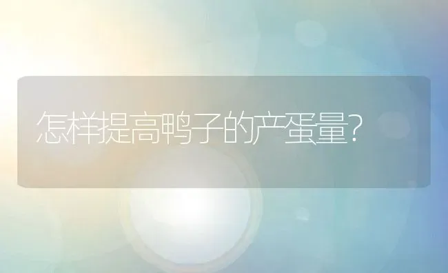 怎样提高鸭子的产蛋量？ | 动物养殖百科