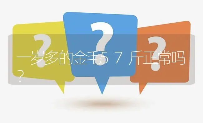 一岁多的金毛57斤正常吗？ | 动物养殖问答