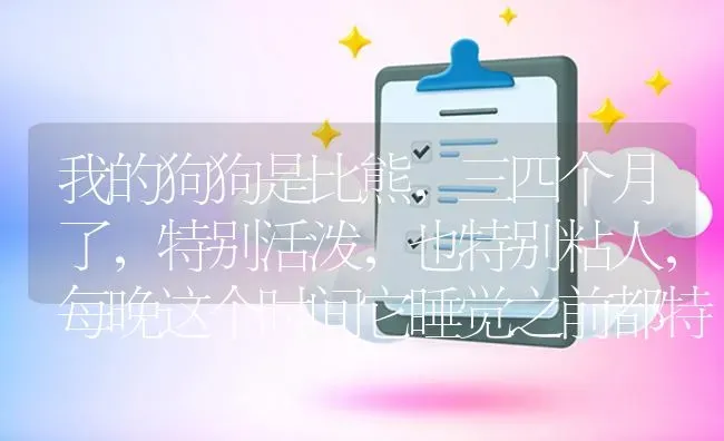 我的狗狗是比熊，三四个月了，特别活泼，也特别粘人，每晚这个时间它睡觉之前都特别兴奋，特别疯，有一个？ | 动物养殖问答