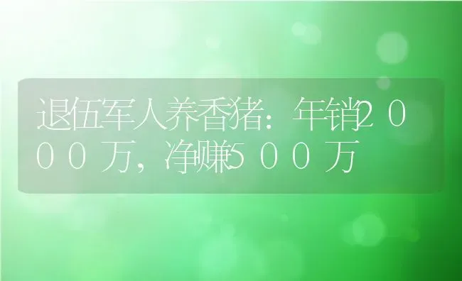 退伍军人养香猪：年销2000万，净赚500万 | 动物养殖百科