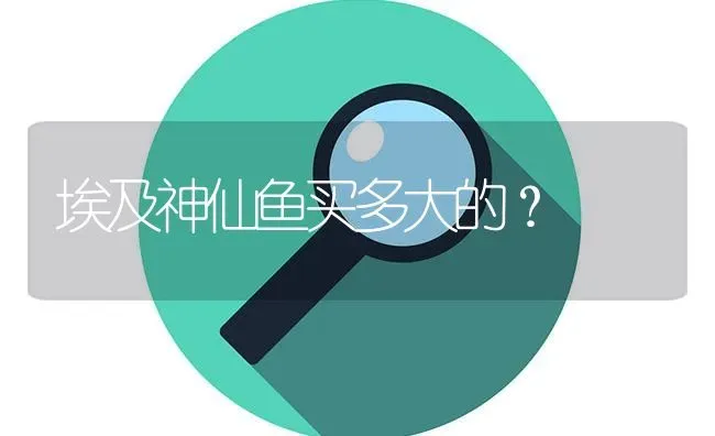 埃及神仙鱼买多大的？ | 鱼类宠物饲养