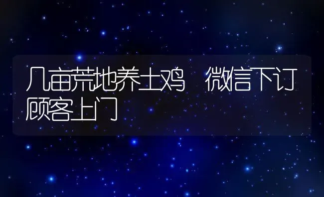 几亩荒地养土鸡 微信下订顾客上门 | 动物养殖教程