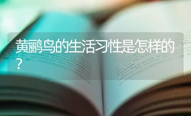 黄鹂鸟的生活习性是怎样的？ | 动物养殖问答