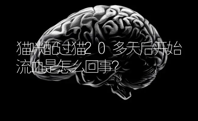 猫咪配过猫20多天后开始流血是怎么回事？ | 动物养殖问答