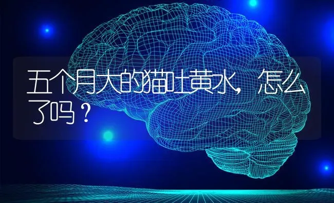 五个月大的猫吐黄水，怎么了吗？ | 动物养殖问答