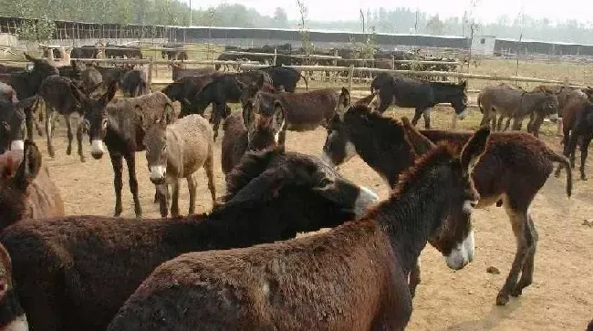 肉驴育肥方法与技术要点