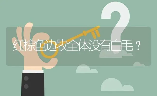 红棕色边牧全体没有白毛？ | 动物养殖问答