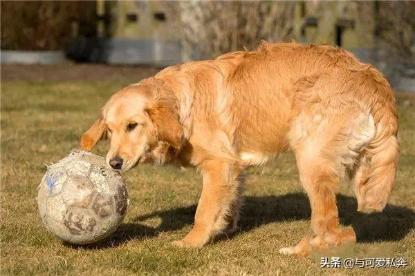 金毛几个月开始训练比较合适,金毛多大开始训练？金毛几个月训练？