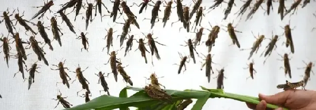 蚂蚱和蝗虫的区别