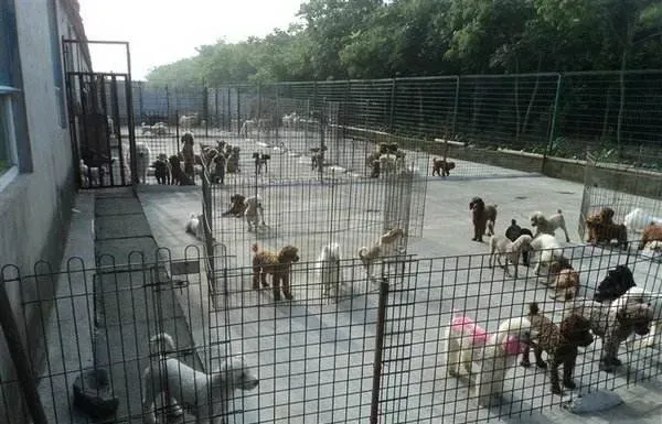 肉狗的养殖场犬舍建造条件