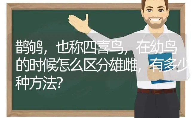 鹊鸲，也称四喜鸟，在幼鸟的时候怎么区分雄雌，有多少种方法？ | 动物养殖问答