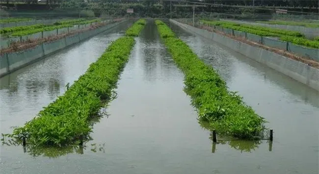 夏季高温季节泥鳅养殖管理要点