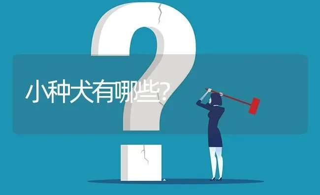 拉布拉多胆小怕别的狗怎么办？ | 动物养殖问答