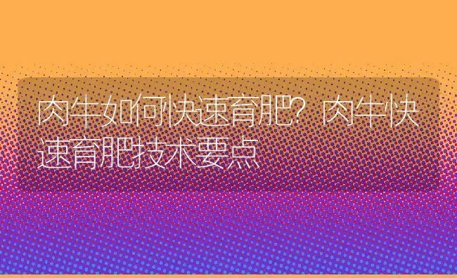 肉牛如何快速育肥？肉牛快速育肥技术要点 | 动物养殖百科