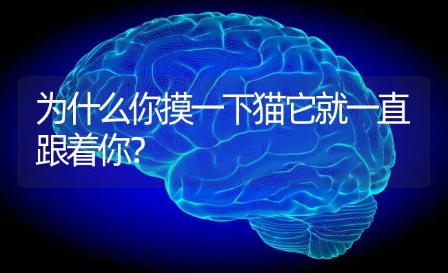 为什么你摸一下猫它就一直跟着你？ | 动物养殖问答