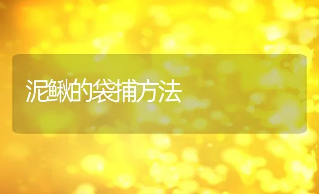 泥鳅的袋捕方法 | 动物养殖饲料