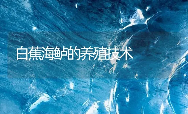 白蕉海鲈的养殖技术 | 海水养殖技术