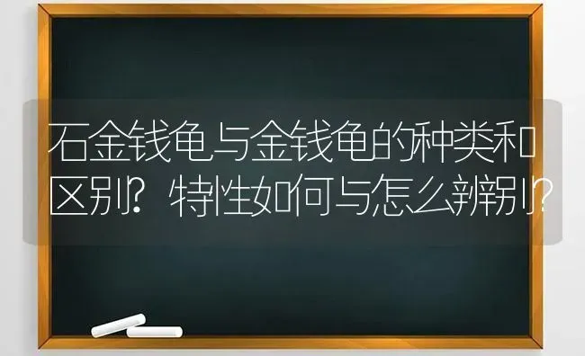 石金钱龟与金钱龟的种类和区别?特性如何与怎么辨别？ | 动物养殖问答