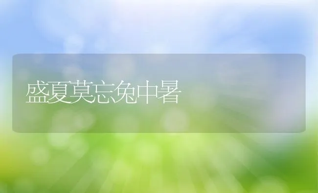 盛夏莫忘兔中暑 | 动物养殖学堂