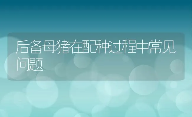 后备母猪在配种过程中常见问题 | 动物养殖学堂