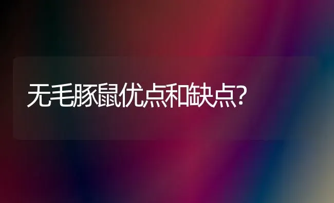 无毛豚鼠优点和缺点？ | 动物养殖问答