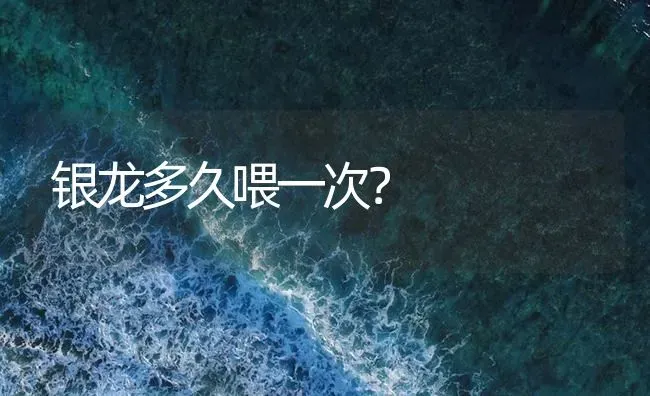 银龙多久喂一次？ | 鱼类宠物饲养