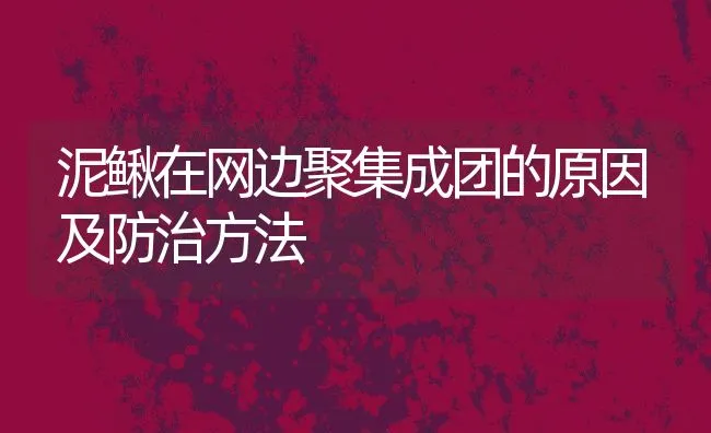 泥鳅在网边聚集成团的原因及防治方法 | 动物养殖学堂