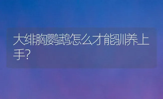 大绯胸鹦鹉怎么才能驯养上手？ | 动物养殖问答