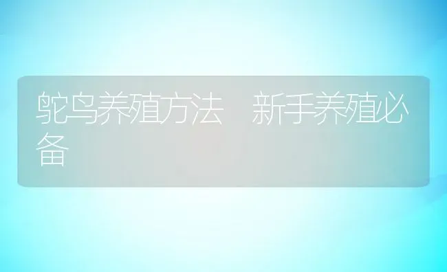 鸵鸟养殖方法 新手养殖必备 | 动物养殖百科