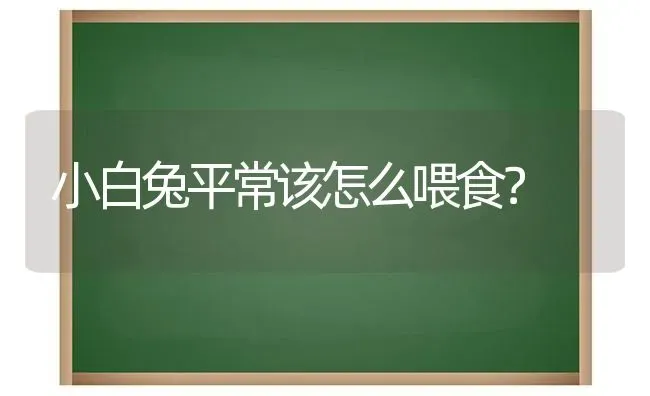 小白兔平常该怎么喂食？ | 动物养殖问答