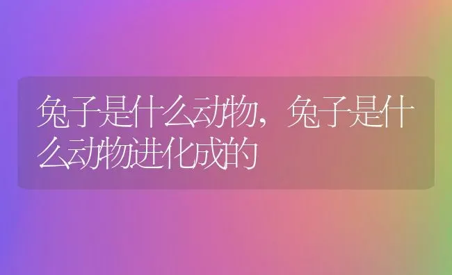 兔子是什么动物,兔子是什么动物进化成的 | 宠物百科知识