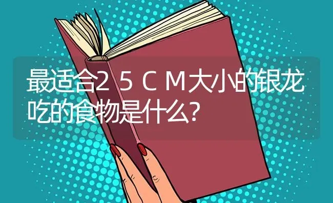 最适合25CM大小的银龙吃的食物是什么？ | 鱼类宠物饲养