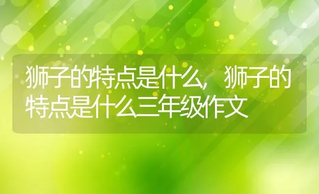 狮子的特点是什么,狮子的特点是什么三年级作文 | 宠物百科知识