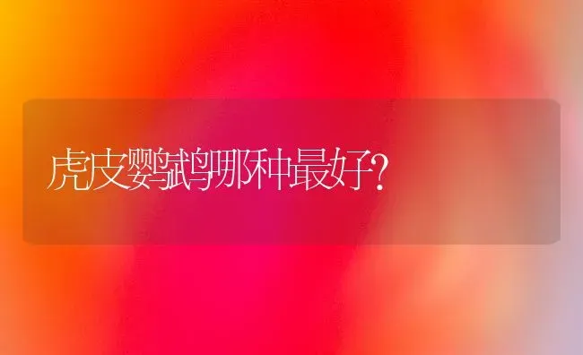 虎皮鹦鹉哪种最好？ | 动物养殖问答