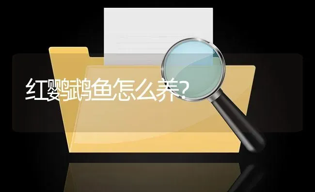 迷你鹦鹉鱼几个月能分公母？ | 鱼类宠物饲养