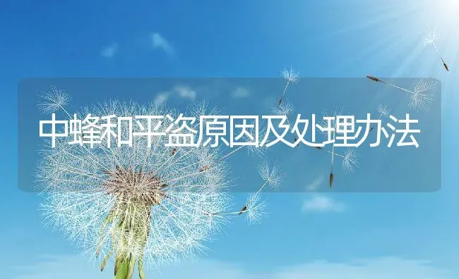 中蜂和平盗原因及处理办法 | 动物养殖百科